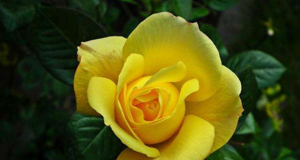 9朵黄玫瑰代表什么,99朵玫瑰花图片图3