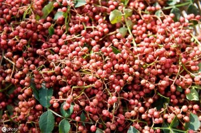 ​种植一亩花椒，五年收益很少人知道，掌握四点，种出高品质的花椒