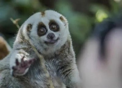 ​「多样云南」少为人知的国家一级保护动物：‘懒猴’