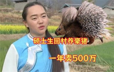 ​女硕士回乡养豪猪，一年卖出500万，带动200多农户脱贫增收