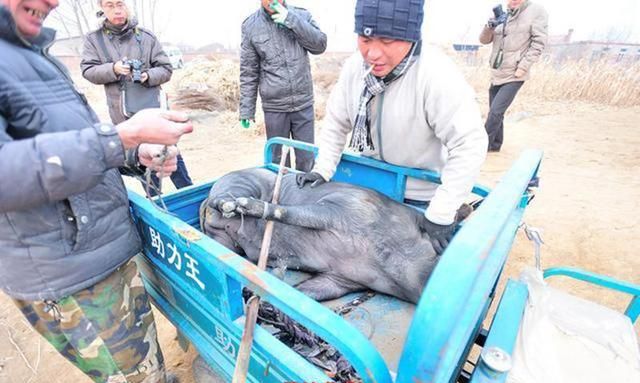 海城区美食，沈阳有哪些美食？图12