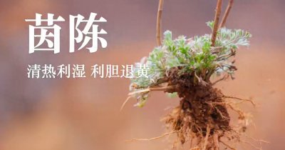 ​春天的野菜——白蒿！赶紧吃起来！