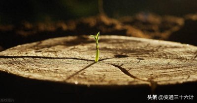 ​探寻成语 “万古长青” 的出处与寓意