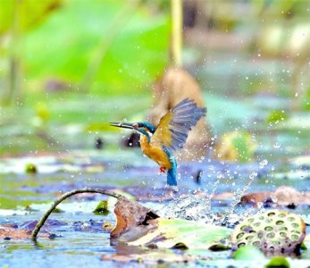 ​22张 翠鸟合集又来喽