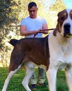 ​史上最古老的4大獒犬，比狼还大，比兽还凶，藏獒不在其中