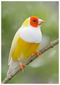 ​美丽的七彩文鸟，太漂亮了！