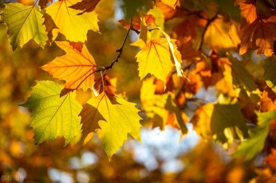 ​梧桐落叶！10首梧桐诗词，道出属于秋日的仪式感！