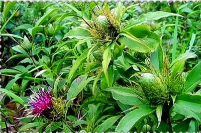 ​外出打工不赚钱，回农村种植7种经济作物，技术简单不少赚钱