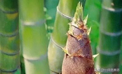 ​菜中珍品一竹笋