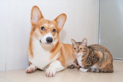 ​为什么说男不养猫女不养狗？