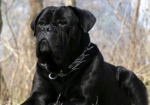 意大利古老獒犬品种——卡斯罗犬