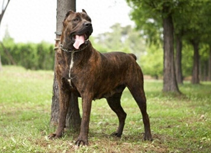 意大利古老獒犬品种——卡斯罗犬