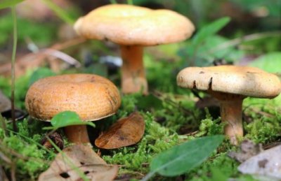 ​盘点云南历届“野生菌王”