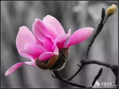 ​药王谷，那片古老的花林