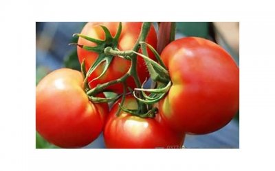 ​凤凰男什么意思啊 凤凰男的十大特征