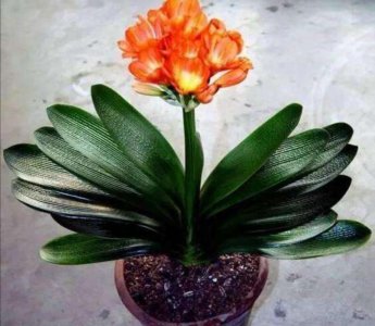 ​新买的君子兰换盆，注意4个小细节，服盆快，长得旺