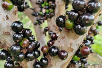 ​一次种植60年收益，每亩产值10万元的特殊水果，不是所有人都能种