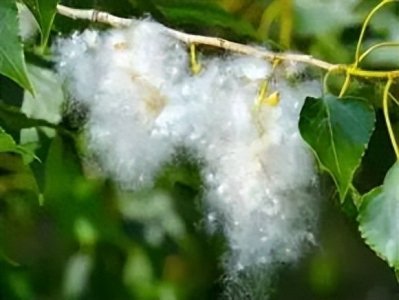 ​又到柳絮纷飞季！预防过敏，记住这几点→