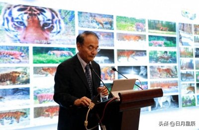 ​王者归来：东北虎从绝迹边缘到生态复兴的传奇之旅