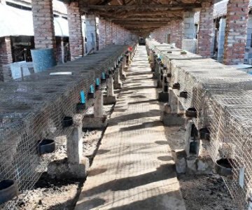 ​一年卖出30万只狗，临沂这个村为啥能出120家宠物养殖场？