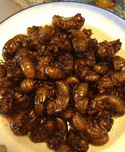 ​丽水天价知了引轰动！400元一斤还抢不到，旺季一天卖四五百斤！