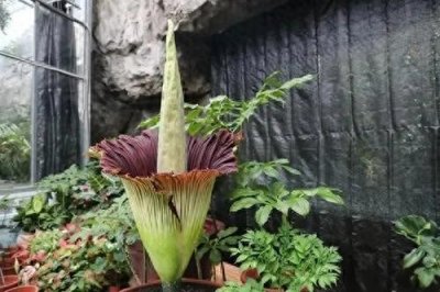 ​15年来尸体花首次绽放：数千人排队观看自然奇观