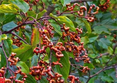 ​这“6种”野果，养花人认不全，80后农村娃才知道，你认识吗？