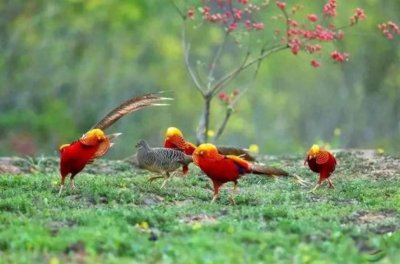 ​山西老人养“凤凰”4年多，发现时已超40只，将濒危物种养成族群