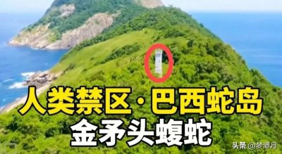 ​人间炼狱！巴西蛇岛每平方米5条蛇，一家五口上岛守灯塔惨遭灭门