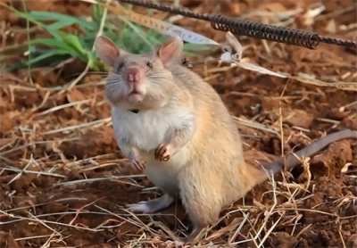 ​堪比特种兵的“非洲巨鼠”，每年排雷1.5万颗，成功率高达100％