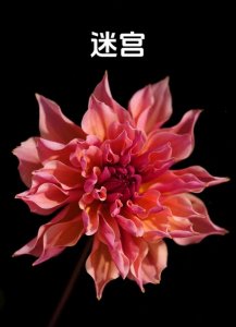 ​大丽花：绚丽多彩的“花中贵族”