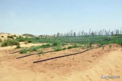 ​中国科学家组团在沙漠种菜，外媒：怎么可能