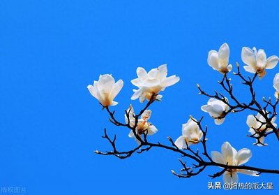 ​每日分享一种植物知识——白玉兰