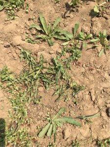 ​三招儿认识蒲公英