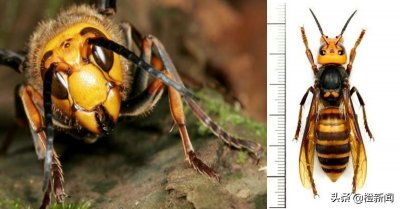 ​大虎头蜂袭华盛顿州　1分钟螫杀老鼠