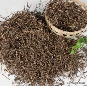 ​高鹏说药材：市场关注品种白花蛇舌草后市行情走势简析