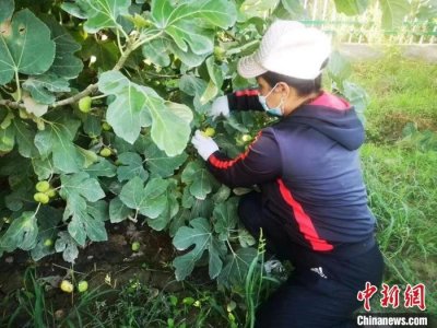 ​新疆无花果主产区鲜果空运日出疆2万枚