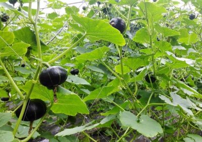 ​菜用嫩南瓜在贵阳俗称“小青瓜”，无公害栽培可提高蔬菜品质