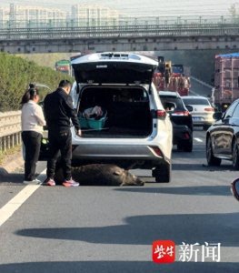​“规矩”开车被野猪撞，只能认全责？野猪闯祸，车主往往困于“找不到责任方”