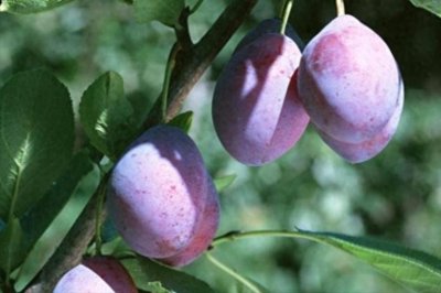 ​东北大姐荒山种出黄金果，自创科学种植方式，年产值达数亿元！