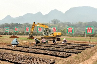 ​广西崇左这个土特产衍生大产业