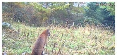 ​森林战神现身，野狼瞬间命丧！